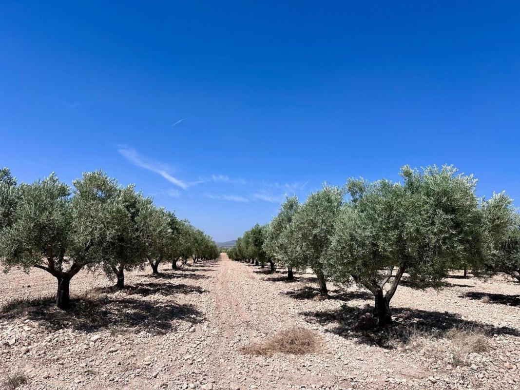 land Monovar Alicante Monovar